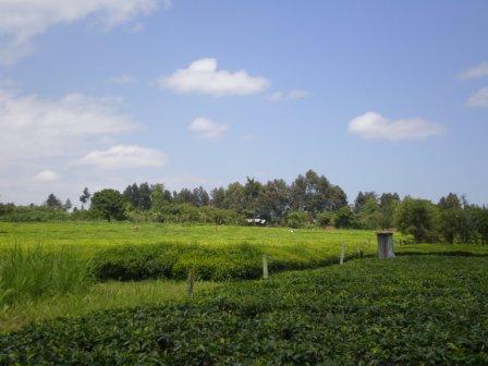 ケニア紅茶 ケニアティー ケニア山の紅茶 農薬不使用 キリニャガ 生産地